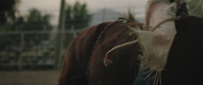 a cow with a feather on it's back