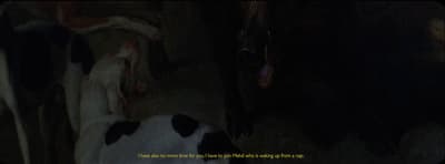 a group of cows standing next to each other