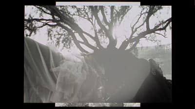 a picture of a horse under a tree