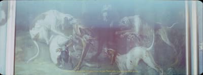a group of dogs standing next to each other