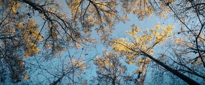 looking up at the tops of trees with yellow leaves